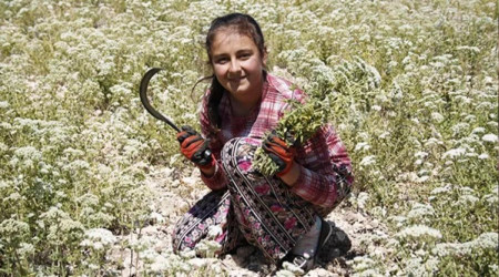 Denizli kekiğinde hasat sürüyor