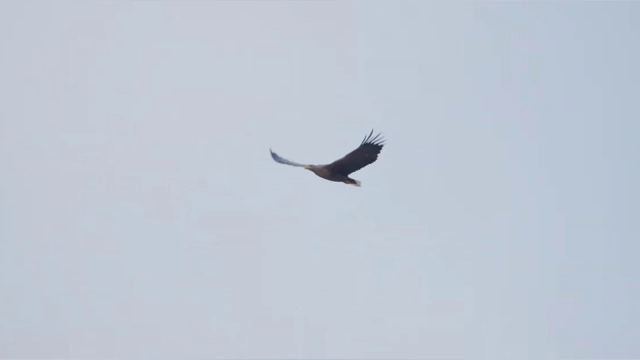 Dev kartal, Sivas'ta görüntülendi