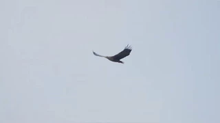 Dev kartal, Sivas'ta görüntülendi