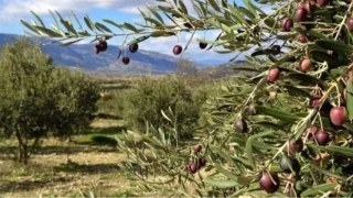 Dikili'de tarm: Verimli topraklar ve yaanan zorluklar