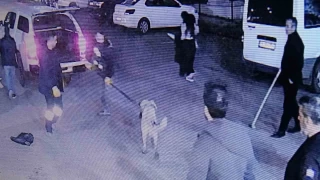 Diyarbakır'da sokak köpeğinin saldırdığı 3 kişi yaralandı
