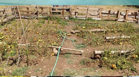 Dolu yağışı tarım arazilerine zarar verdi