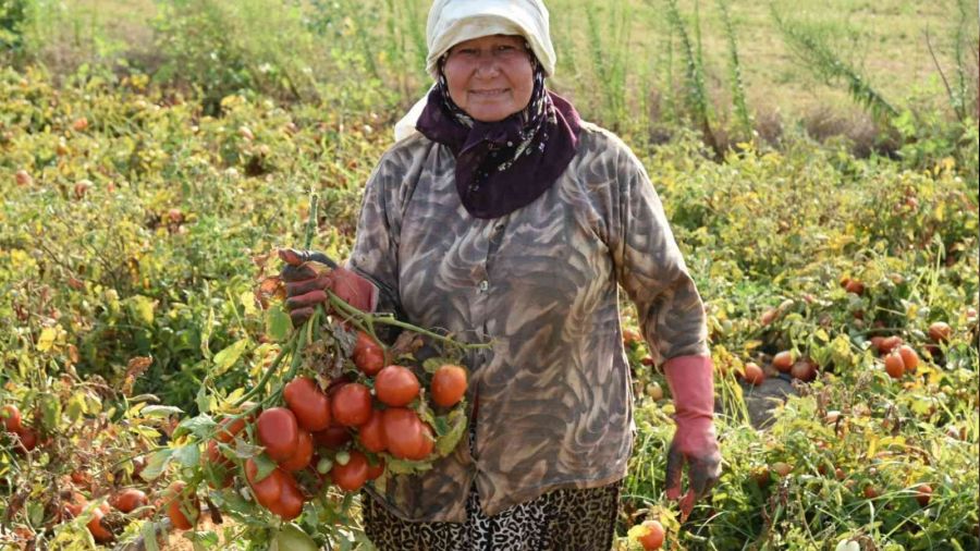 Domates retiminde Sndrg birincilie oynuyor