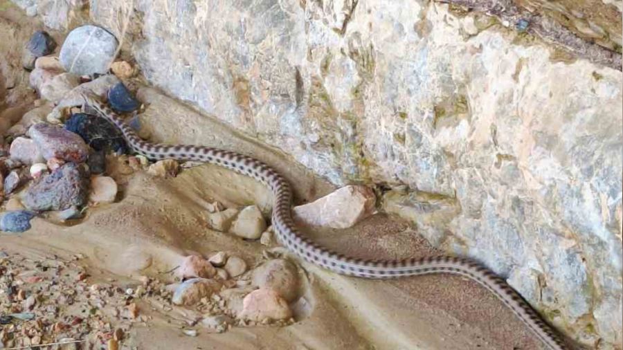 Elazığ'da 1,5 metre uzunluğunda yarı zehirli kocabaş yılanı görüntülendi