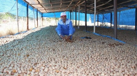 Elazığ'da ceviz üretimi yüzde 100 arttı