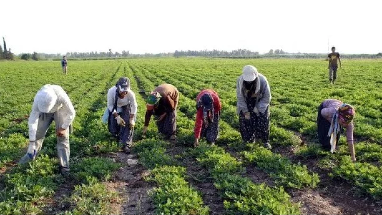 Emirda��n tar�msal potansiyeli, yeti�en �r�nler ve sorunlar�