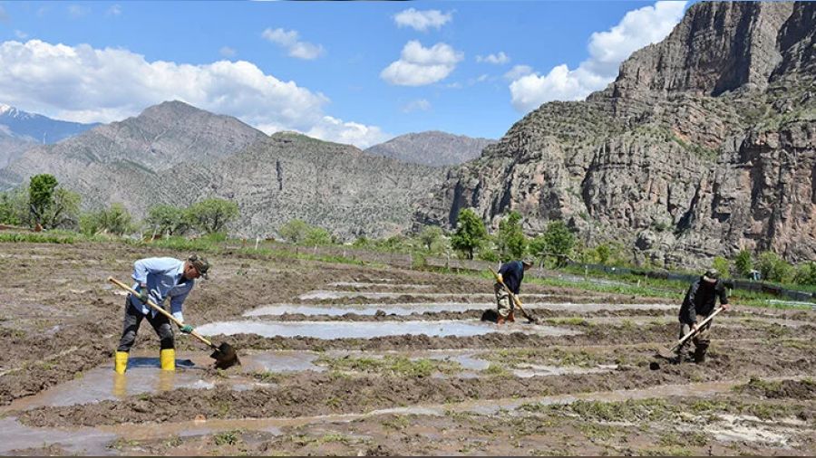 En lezzetli pirinç dağların arasında yetişiyor