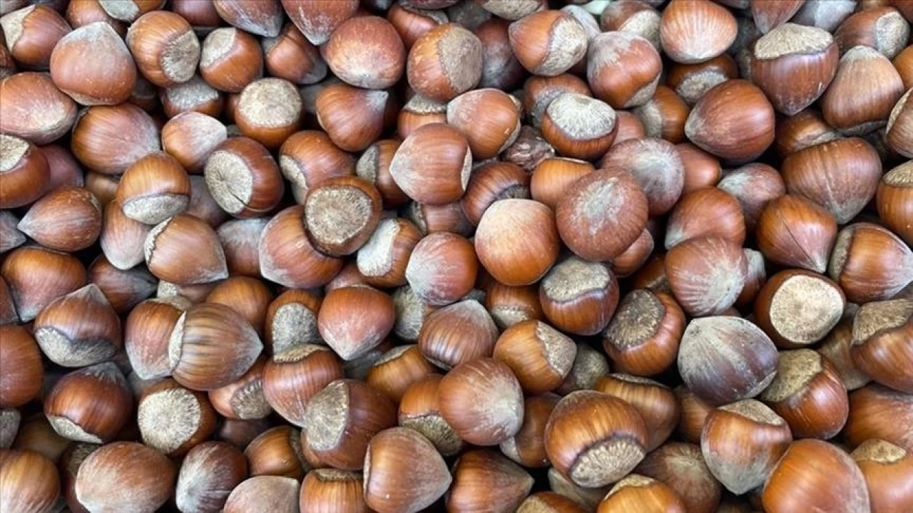 Fındık ihracatı yeni sezona iyi başladı