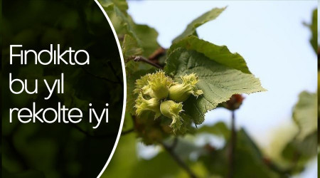 Fındıkta bu yıl rekolte iyi