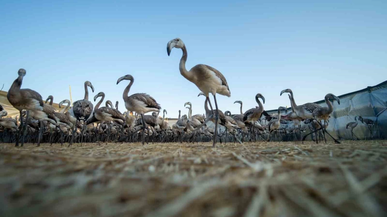 Flamingolar Gediz Deltas�na hayat veriyor