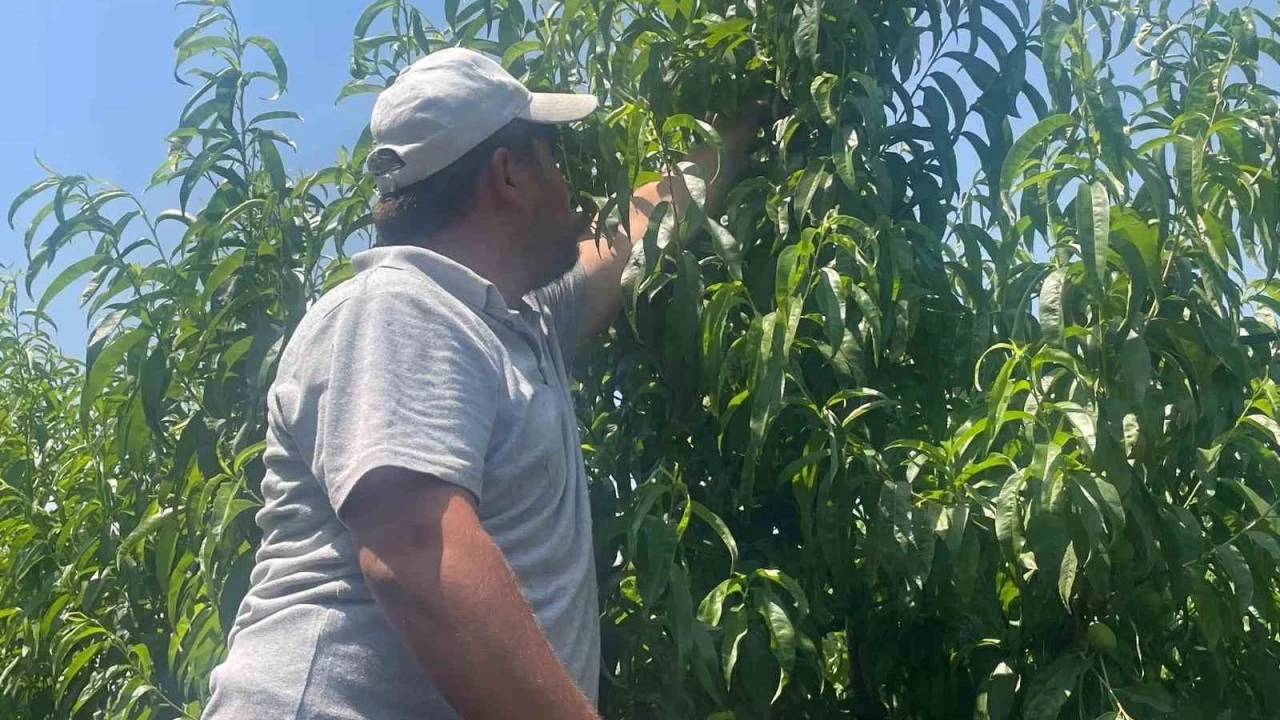 Geçen yıl 20 TL idi... Bursa şeftalisi dalında 50 lira