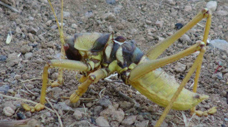 Gercüş'te etçil dev çekirge görüldü