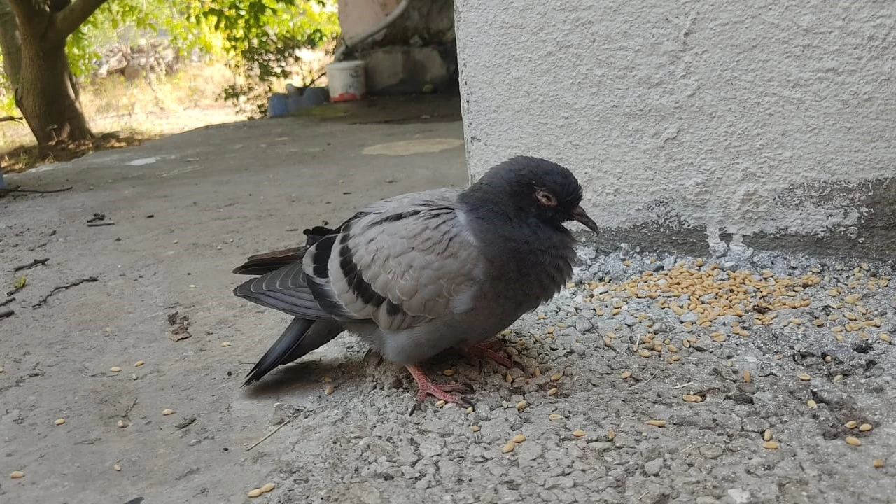 Güvercin hastalıkları nelerdir, insanlara geçer mi?
