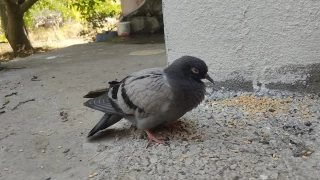 Güvercin hastalıkları nelerdir, insanlara geçer mi?