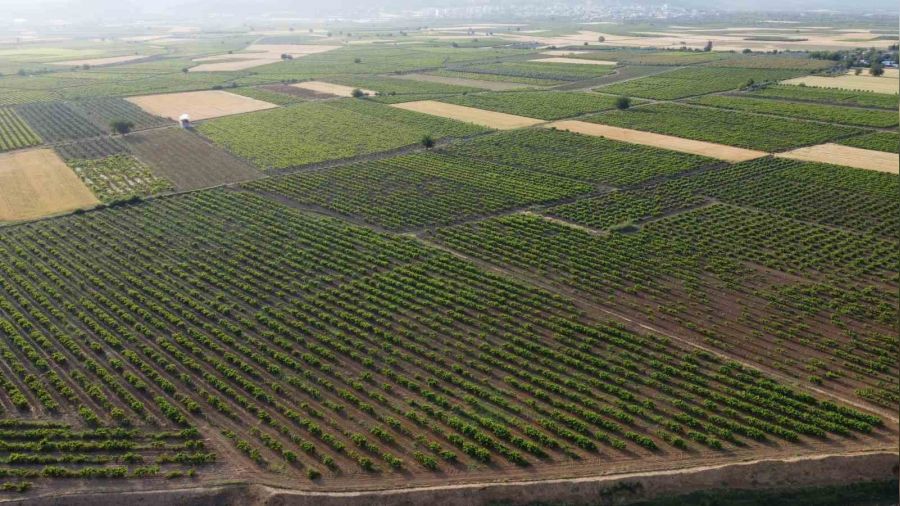 Hatay'da depremzede �reticiler �z�m yapra�� mesaisinde
