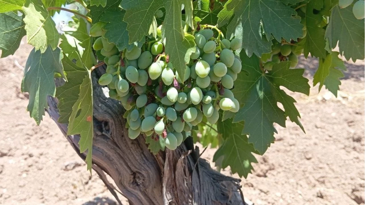 Horoz karas� �z�m�nde kara y�l