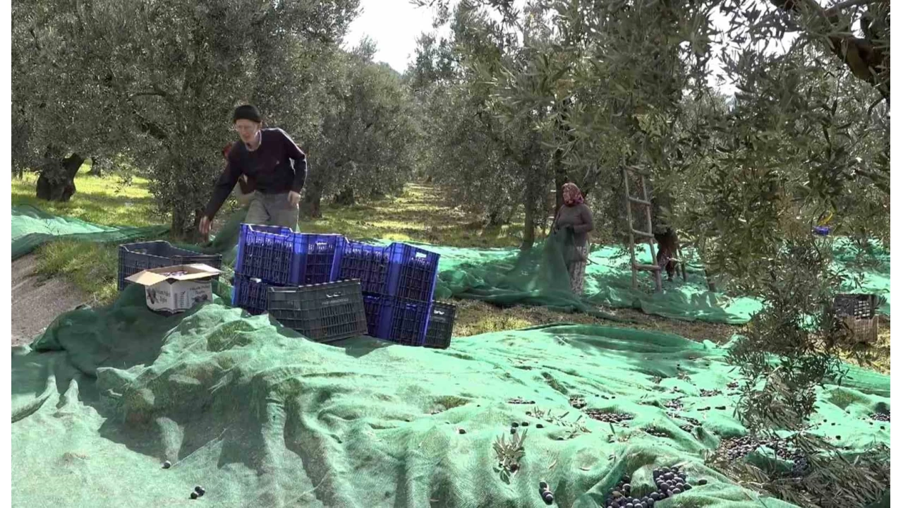 svire sofralarn ssleyen zeytinde bu yl kalite yksek