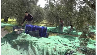 svire sofralarn ssleyen zeytinde bu yl kalite yksek