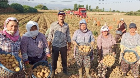 İzmir'de patates hasadı devam edecek