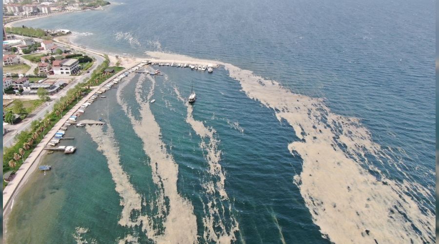 �zmit K�rfezi'nde salya istilas� art�yor