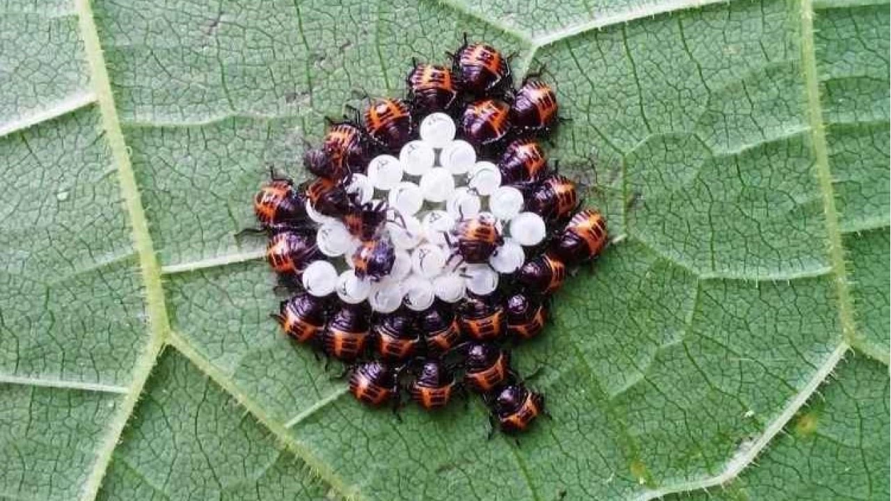 Kahverengi Kokarcaya Karşı Doğal Savaş Başladı