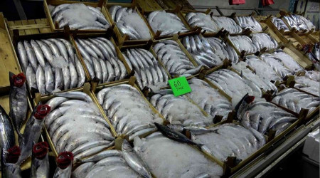 Karadeniz'de palamut dışında balık çıkmıyor