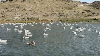 Kars'ta kazlar k sofralar iin besiye alnd
