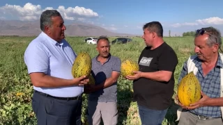Kavun da üreticiyi pişman etti