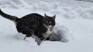 Kayseri'de kedilerin kar şaşkınlığı