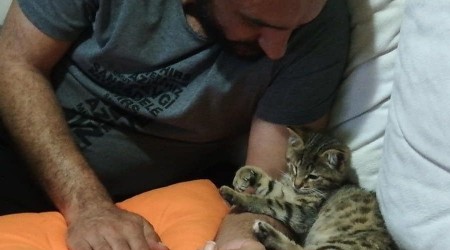 Kediyi sahiplenene 1 yl boyunca cretsiz jimnastik eitimi 