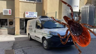 Kene kabusu devam ediyor
