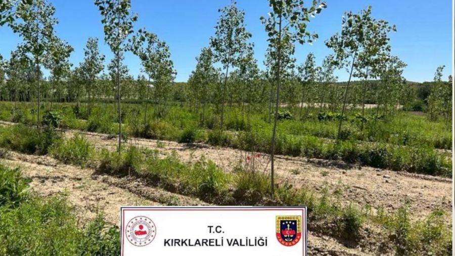 K�rklareli'de 14 bin k�k kenevir ele ge�irildi