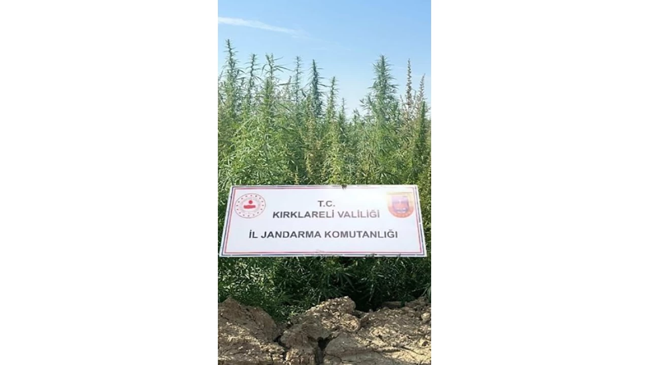 K�rklareli'nde 102 bin k�k kenevir ele ge�irildi