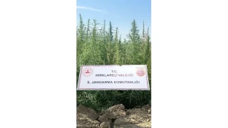 Krklareli'nde 102 bin kk kenevir ele geirildi