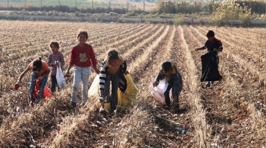 Kirli ve saçılmış pamuklar geçim kaynağı oldu