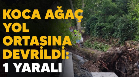 Koca aa yol ortasna devrildi : 1 yaral