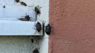 Kokarca ile m�cadelede ila� yetmedi, tavuk ve hindiler devreye girdi