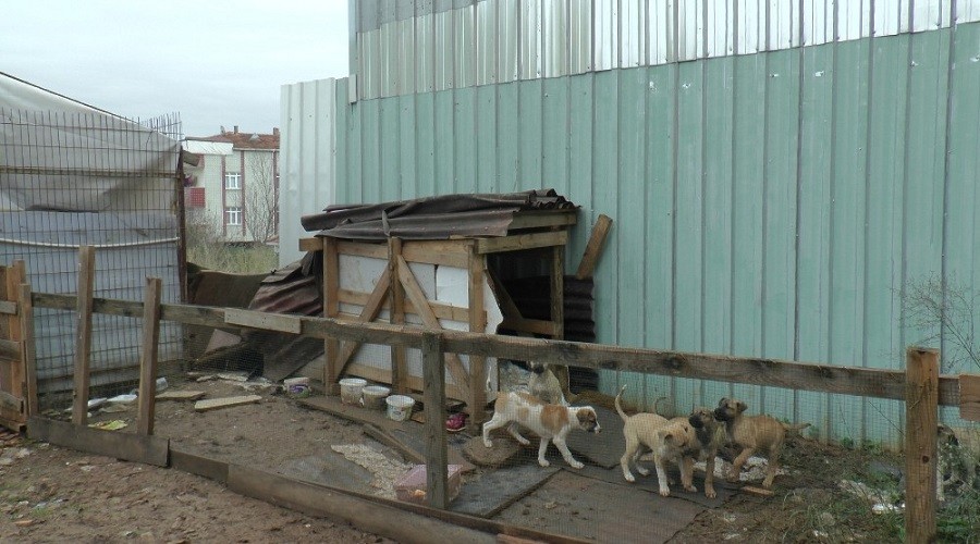 Köpeğin yardımına diğer köpekler koştu