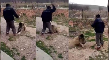 Köpeğini sopayla döven şahsa büyük tepki