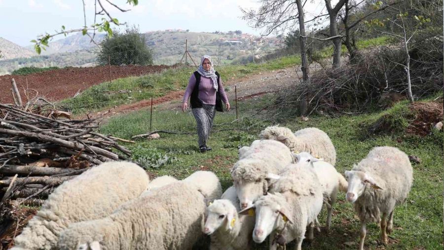 K���kba� hayvan deste�i kay�tlar� ba�l�yor