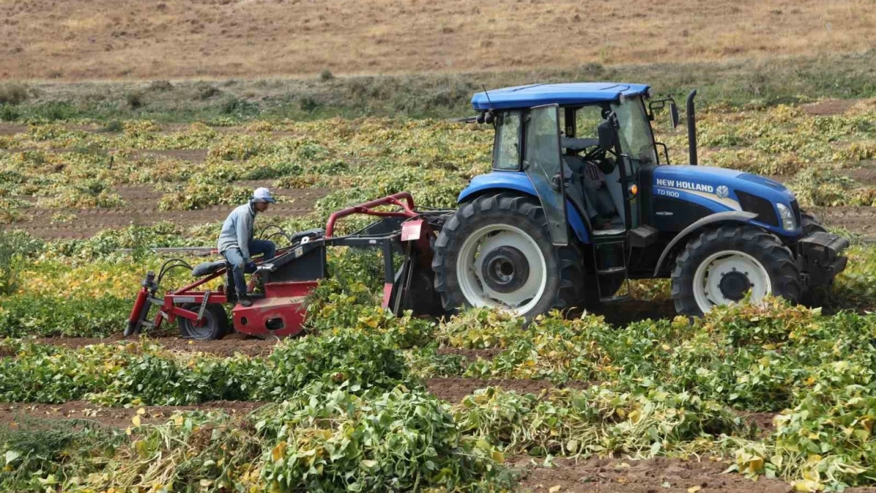 Kuru fasulyenin hasadına başlandı
