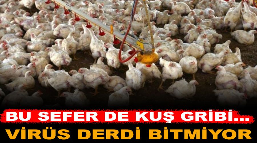 Kuş gribinin insana bulaşan türü tespit edildi