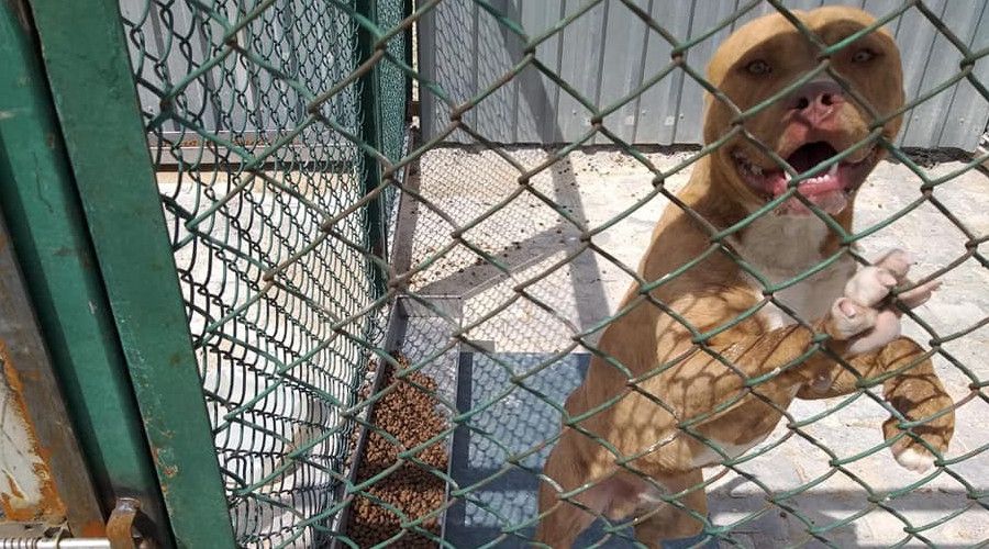 K�tahya'da yasakl�, tehlike arz eden k�pek gezdiren �ahs�n k�pe�ine el konuldu