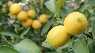 Limon fiyatlarını kim frenleyecek?