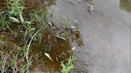 Malatya'da esrarengiz balk lmleri