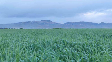 Mardin Ovası'nda bahar yağmurlarıyla yüksek rekolte beklentisi arttı