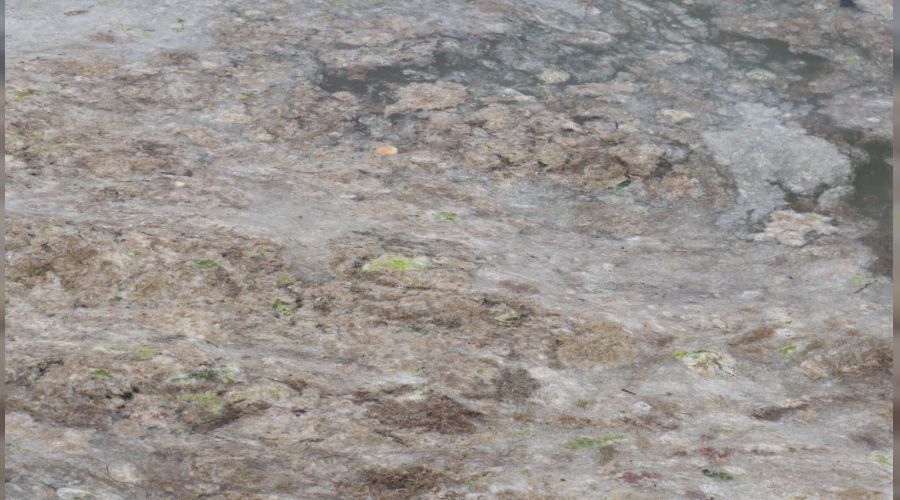 Marmara Denizi beyaza büründü