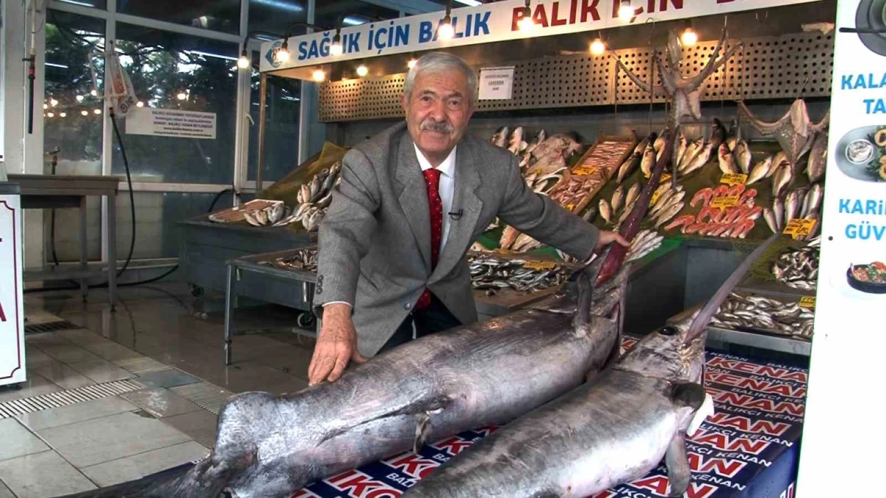 Marmara Denizi'nde dev kl balklar alara takld