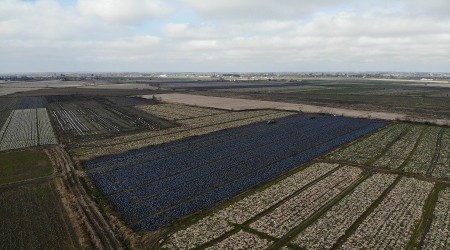 Mor lahana da elde kaldı