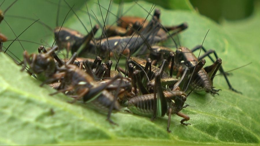 Mu�'ta �ekirge alarm�